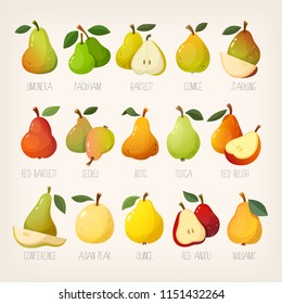 Big variety of pears with names. Isolated vector images.