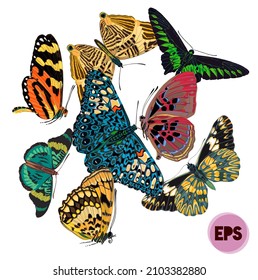 Gran vector conjunto de mariposa de 8 mariposas coloridas para una asombrosa plantilla de diseño de tarjetas de felicitación.