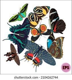 Big vector butterfly set of 8 colorful butterflies for an amazing greeting card design template.