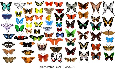 big vector collection of butterflies