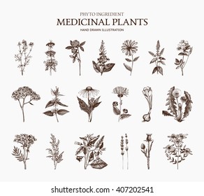 Big Vector Collection Of Hand Drawn Spices And Herbs. Botanical  Illustration. Vintage Medicinal And Poisonous Plants Sketch Set Isolated On White