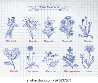 Big Vector Collection of hand drawn Spices and Herbs. Botanical illustration. Vintage Medicinal and Poisonous Plants sketch set isolated on notebook.