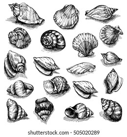 Big vector collection of sketched seashells isolated on white background. Hand-drawn sea animals set