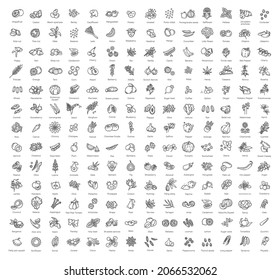 Big vector collection. Vegetables and fruit thin line icon set. Ingredients