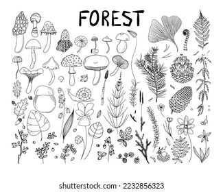 Big vector hand drawn collection of forest plants, leaves, berries and mushrooms.