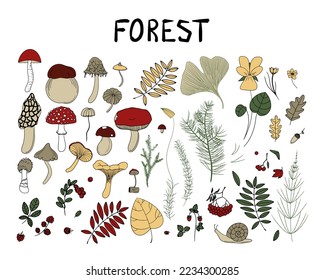 Big vector hand drawn collection of forest plants, leaves, berries and mushrooms.