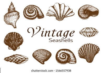 big vector seashell collection. vintage Hand drawn Set of various beautiful engraved mollusk marine shells isolated on white. Realistic sketch of cockleshell like conch, oyster, spiral, clam, scallop