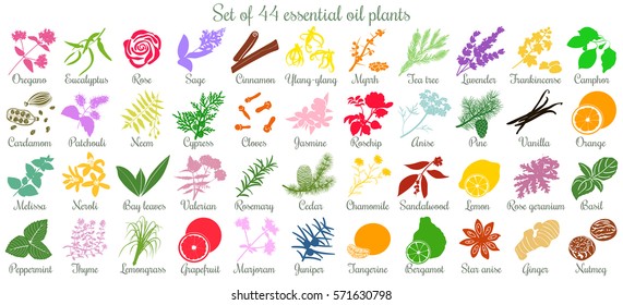 Big vector set of 44 flat style essential oil plants. Ylang-ylang, eucalyptus, jasmine, rose, cedar, lavenda, sandalwood, patchouli etc. For cosmetics, spa health care aromatherapy homeopathy Ayurveda