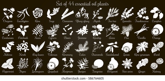 Big vector set of 44 flat style essential oil plants. White Silhouettes on black. Eucalyptus, jasmine, rose, cedar, lavenda, sandalwood etc. For cosmetics, spa, health care, aromatherapy, Ayurveda