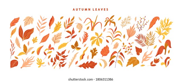 Gran vector conjunto de hojas de otoño sobre fondo blanco. Colección de diferentes hojas caídas en colores amarillo, marrón, ocre y naranja. Elementos decorativos. Temporada de otoño.
