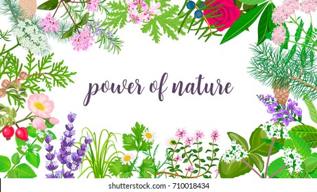 Big vector set of beautiful flowers and plants. Ornament with text power of nature. Rose, Geranium, lavender, mint, melissa, Chamomile, pine, juniper, rosehip etc. For wallpaper, cards, invitations