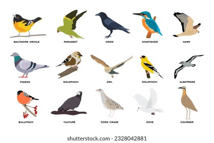 Big vector set of birds in flat style. Collection of different birds flying sitting isolated on white background. Colorful cartoon group of bird with names. Animals vector illustration