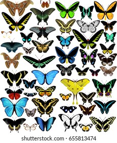 big vector set of butterflies of world