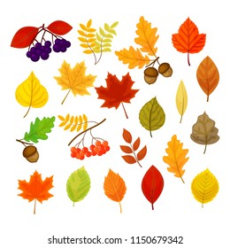 Big vector set with different autumn berries, leaves and acorns isolated on white background.
