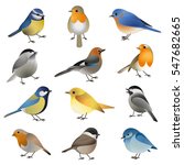 Big vector set of different wild colorful isolated birds