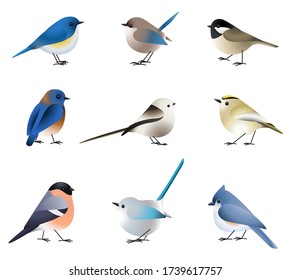 Big vector set of different wild colorful isolated birds