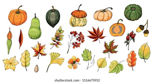 Big vector set of drawings for autumn design pumpkins, flowers, leaves, fruits.