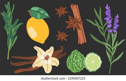 Big vector set of essential oil plants. Vanilla, cinnamon, star anise, lemon, bergamot, lavender, rosemary. For cosmetics, shopping, spa, healthcare, aromatherapy, homeopathy, ayurveda.