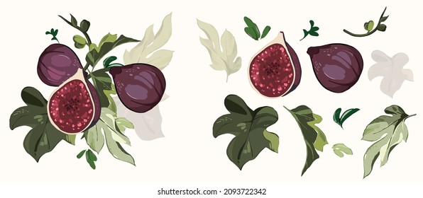  Big vector Set of figs branch. green leaves, fruit 