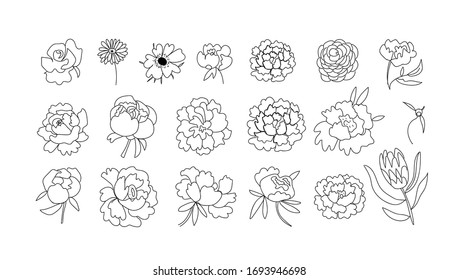 Gran vectorial de flores Peony,Rose,Gerber,Anemon, Protea.Ilustraciones botánicas de la línea negra arte.Diseño para web, redes sociales, invitaciones a bodas, tarjetas, colorantes, empaque.