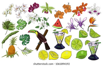 Big vector set of hand drawn tropical summer flowers and leaves, fruits and lemonade.