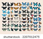 Big vector set of high detailed butterflies