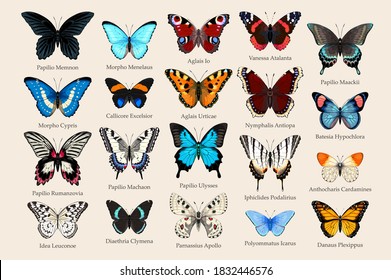 Big vector set of high detailed realistic butterlies