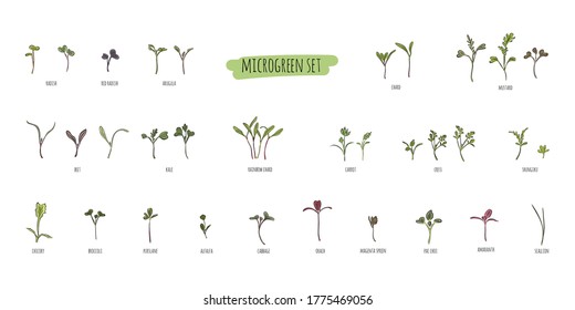 Big vector set of micro greens. Herbs - carrots, chicory, purslane, radishes, beets, shungiku, cabbage, kale, alfalfa, scallion, pac choi, broccoli, mustard, gress salad on white background.