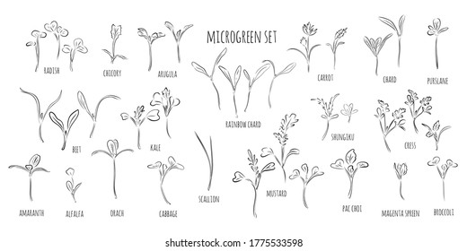 Big vector set of microgreens. Herbs - carrots, chicory, purslane, radishes, beets, shungiku, cabbage, kale, alfalfa, scallion, pac choi, broccoli, mustard, gress salad on white background, line.