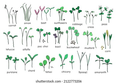 Big vector set of microgreens. Herbs micro green - carrots, chicory, purslane, radishes, beets, cabbage, kale, alfalfa, scallion, pac choi, broccoli, mustard, gress salad on white background.