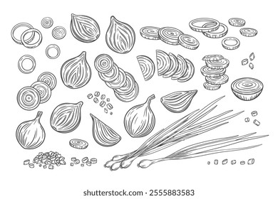 Big vector set of onion collection. Onion bulbs, slices, rings, chopped and whole onion. Set of onion design elements. Sketch outline drawing.