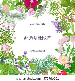 Big vector set of popular essential oil plants. Ornament with text. Rose, Geranium, lavender, mint, melissa, Chamomile, cedar, pine, juniper, rosehip etc. For cosmetics, spa, health care, aromatherapy