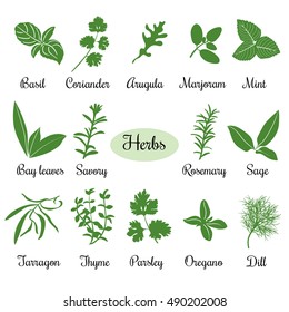 Big vector set of popular fresh culinary herbs silhouettes. Basil, coriander, arugula, marjoram, mint, bay leaves, savory, rosemary, sage tarragon, thyme, parsley, oregano, dill