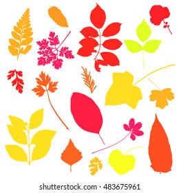 Big vector set with red, yellow and orange leaves' silhouettes. Collection includes leaves of rose, birch, ivy and different kinds of herbs, flowers, and bushes.  