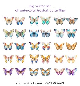 Gran conjunto de vectores 
de mariposas tropicales de acuarela