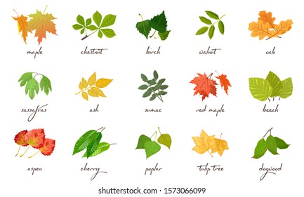 Big vector set with yellow, red, green leaves of different trees and shrubs maple, chestnut, birch, walnut, ash, sumac, beech, aspen, cherry, poplar, tulip oak sassafras dogwood Lettering svg