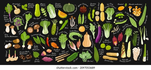 Big vegetables set on dark background with inscriptions. Exotic asian food. Korean, japanese, chinese ingredients. Vector hand drawn flat illustrations for restaurant menu, recipes, brochures.