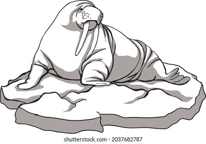 Big walrus on an ice floe, black and white, animals of the north