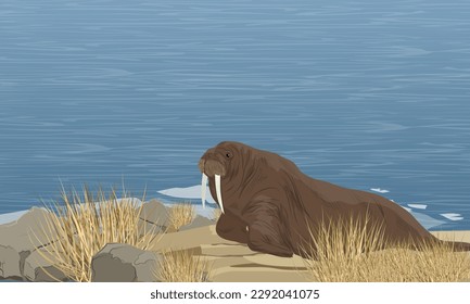 Große Walrosen ruhen auf den Felsen an der Küste. Tierwelt der Arktis. Realistische Vektorlandschaft
