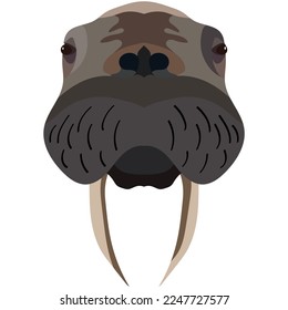 Big walrus vector head isolated on white background