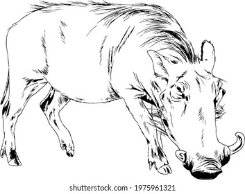 big warthog, african pig, full-length hand-drawn