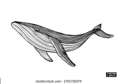 Big Whale Hand Drawing Vintage Engraving Style.