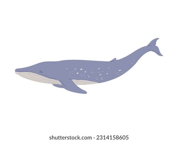 Big whale marine mammal flat style, vector illustration isolated on white background. Decorative design element, swimming giant sea animal, fauna and wildlife
