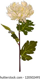 Big white chrysanthemum