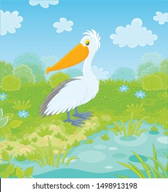 Big white pelican by a small lake on a green meadow on a summer day, vector illustration in a cartoon style