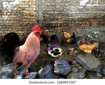 A big white pink cock with cocks and hen is a aesthetic surreal birds decorative painting , excellent for decoration ,textile ,fabric print ,book cover ,valentine gift , website and print purposes