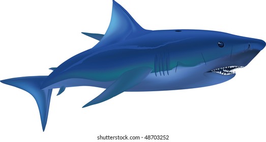 big white shark