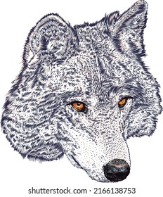 Big Wild Blue Wolf Mountain