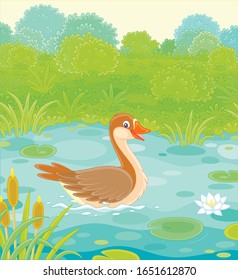 Big wild goose swimming among reeds, floating leaves and flowers of white water lily in a small blue lake on a green meadow on a warm summer day, vector cartoon illustration