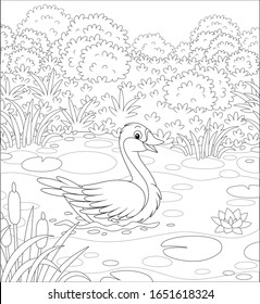 Big wild goose swimming among reeds, floating leaves and flowers of water lily in a small lake on a meadow on a warm summer day, black and white vector cartoon illustration for a coloring book page